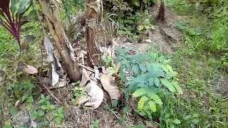 Mini-jardin forêt en permaculture tropicale, part 2.