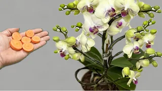 Just a few thin slices! Orchids immediately bloom all year round in this easy way