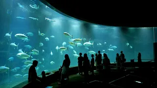 JG☆☆☆8K HDR Tokyo,Tokyo Sea Life Park 東京 葛西臨海水族園