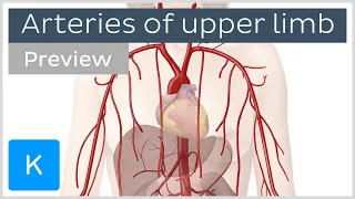 Arteries of the upper limb (preview) - Human Anatomy | Kenhub