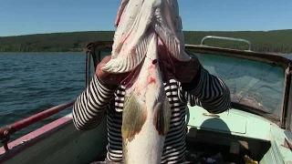 Щука монстр на Братском водохранилище. Иркутск