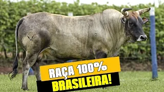CURRALEIRO PÉ DURO | Raça BOVINA brasileira! #fazendaeboi