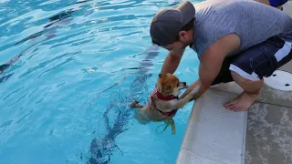 Teaching a pomeranian to swim