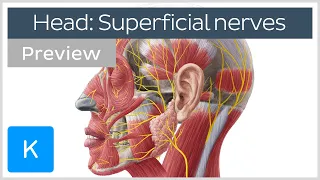 Superficial nerves of the face and scalp (preview) - Human Anatomy | Kenhub