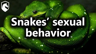 Do female snakes experience sexual pleasure?