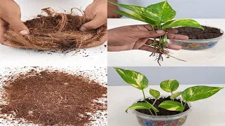 How to grow plants faster using coco peat | Use coco peat for gardening | Indoor Plants