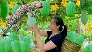 Harvest the garden of squash and bring it to the market to sell-suddenly a gecko appeared-cooking