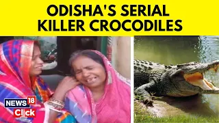 Odisha News | Crocodiles Attacks On Rise In Odisha's Kendrapara | Serial Killer Crocodiles | News18