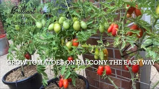 Growing tomatoes on balcony, the best way