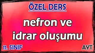 28) Boşaltım Sistemi 2 - Nefron ve İdrar Oluşumu - Özel Ders (11. Sınıf)