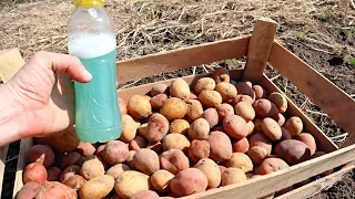 Ведро картошки с 1 куста – легко! Показываю как без навоза вырастить огромный урожай картофеля.