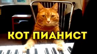 Cat plays the piano / Catude by Barney