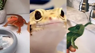 🦎🦎 Cute Leopard Gecko, Bearded Dragon, Lizards and Chameleons Compilation Reptile Pets Videos.