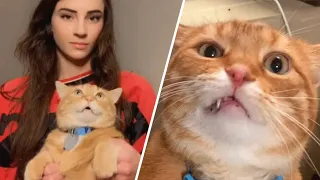 Cat rescued from street won't stop talking