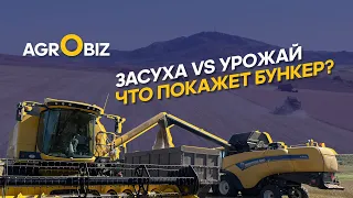 Дефицит влаги в ВКО: какую урожайность дают разные сорта пшеницы? | Рулиха, SBA-Agro Group