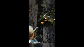 Squirrel Blowgun (full video in the channel)