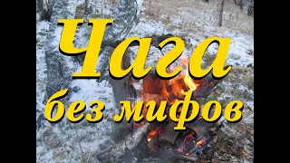 Чага без мифов. Только опыт таежников.