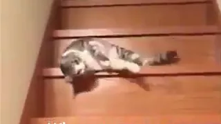 Funny Cats  2018 😂