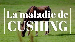 La maladie de cushing chez le cheval