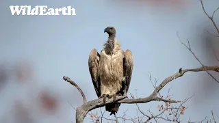 SafariLIVE Sunrise Safari - Repeat - 04 June 2024