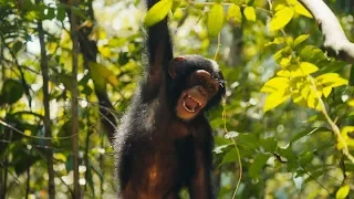 Baby Chimps Visit The Forest For The First Time | BBC Earth