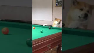 Собака играет в бильярд 🎱