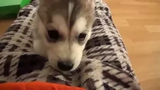 Impossibly Cute Husky Puppy: Wolfie's First Week