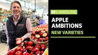 Apples with red flesh and starry skin to tempt shoppers | ABC News