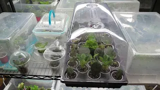 African Violet PROPAGATION TRAYS / MINI GREEN HOUSES