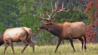 Very Active Elk Bull with His Harem During the Elk Rut | TALK ON ANIMALS