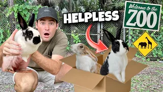 RESCUED HELPLESS BUNNIES DUMPED AT OUR ZOO ! WHAT HAPPENED ?!