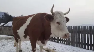 Холода, и метели, нам нипочем✌ В дом пришло счастье🤗