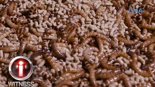 Ano ang mga natatanging katangian ng mga superworm? | I-Witness