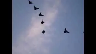 high flyer pigeon