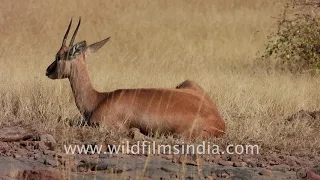 Wildlife at Ranthambore National Park | Chinkara, Sambar, Nilgai