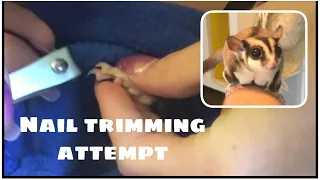 Sugar Glider Nail Trimming Attempt 🐿