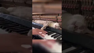 cat prefers to sleep on a piano