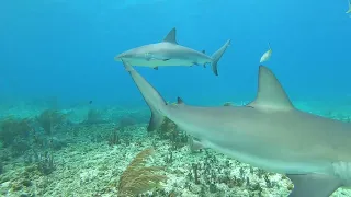 Triangle Rocks Shark snorkel dive 2023 Bimini Bahamas with Neal Watson Bimini Scuba Center