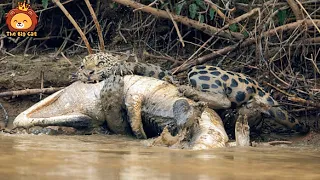 TOP 7 SCARY MOMENTS WHEN BIG CATS ATTACK ENEMIES TO TAKE THE CARCASS OF THE PREY