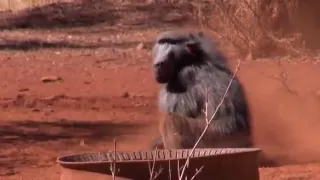 bow hunt baboon