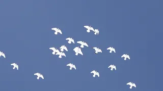 полёт Будапештских высоколётных голубей 23 02 2021г