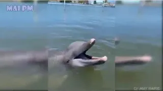 AMAZING Dolphins - FUNNY AND CUTE DOLPHIN VIDEOS COMPILATION