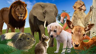 Happy Baby farm animal moments: Monkey, Flamingo, Goat, Elephant, Tiger, Cat & Dog