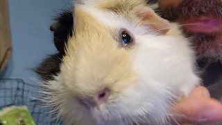 Why Do My Guinea Pigs HATE Me?