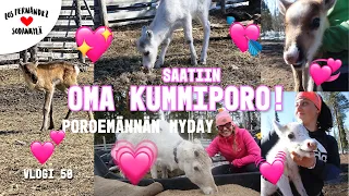 PÄIVÄ PAIKALLISEN POROEMÄNNÄN MATKASSA! #vaihtovuosisodankylässä vlogi 50