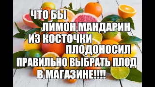 Чтобы мандарин и лимон из косточки плодоносил правильно выбрать цитрус.Домашний мандарин и лимон.