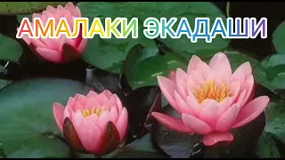 Не пропусти! АМАЛАКИ ЭКАДАШИ.