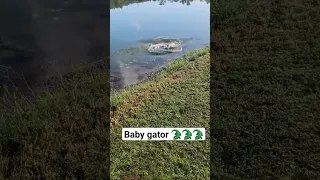 baby gator #happy #alligator #baby #gators #wildlife #florida #nature