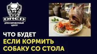 Можно ли кормить собаку со стола | К каким плохим последствиям может привести