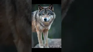 Wolf sound effect